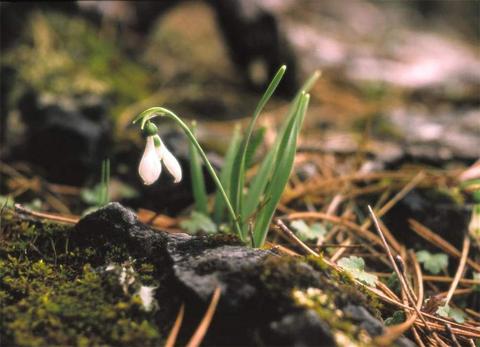 G. gracilis Celak.
