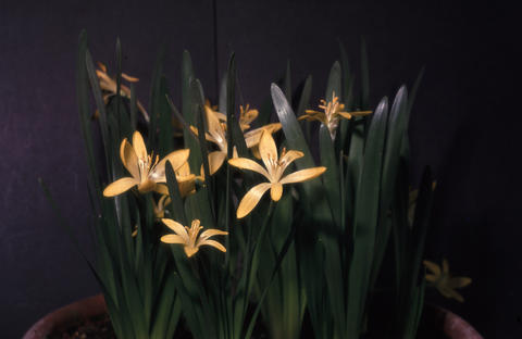 S. vernalis (Mill.) Gorer & J.H.Harvey